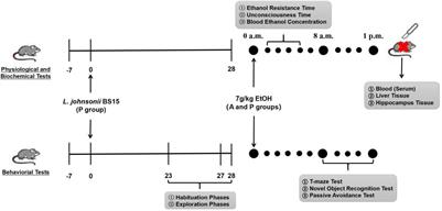 Psychoactive Effects of Lactobacillus johnsonii BS15 on Preventing Memory Dysfunction Induced by Acute Ethanol Exposure Through Modulating Intestinal Microenvironment and Improving Alcohol Metabolic Level